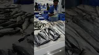 S4Water front fish market Dubai travel fishmarket dubaitrip2024 dubai hightechfishmarket [upl. by Galvan]