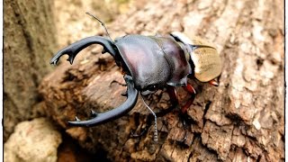 Odontolabis femoralis femoralis  Hirschkäfer  Stag Beetle [upl. by Arymahs]