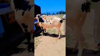 Unveiling Fateh Jangi Bull 20242025 [upl. by Ardnossac]