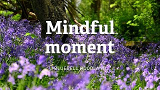 Mindful Moment Bluebell woodland [upl. by Namref]