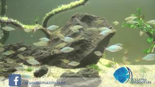 Acuario Amazonas  Arcoiris Neon [upl. by Whitney222]