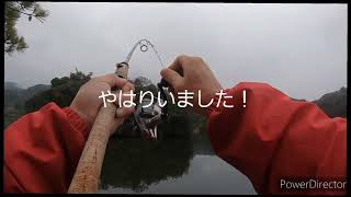 淡路島遠征❗久しぶりの淡路島で久しぶりにいい魚 ノーシンカーリグ今さら開眼🤣笑 [upl. by Rabbaj]