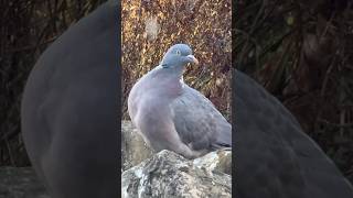 Hoppy The Wood Pigeon In His Favourite Place [upl. by Lasyrc]