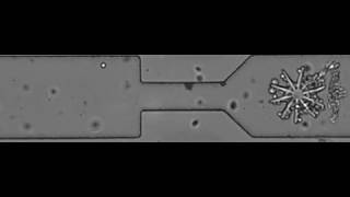 Microfluidics amp Particle Collection Study [upl. by Marlene]