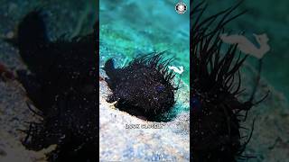 Hairy Frogfish 🧶 The Furry Creature of the Sea [upl. by Kalin]