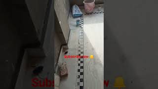 marble ka bauder design kaese lagay shortsvideoviralArman Tails marbles [upl. by Adlitam]