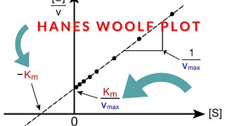 Hanes Woolfs Plot Km and Vmax [upl. by Nnaeirb919]