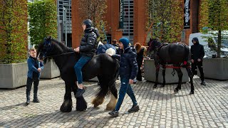 Smithfield Horse Fair Dublin  April 2024 [upl. by Orrin908]