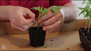 Grafting tomato plants [upl. by Korff176]