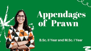 Appendages of prawn l BSc ll Year and MSc l Year l Dr Ranjana Gupta l [upl. by Ragouzis]