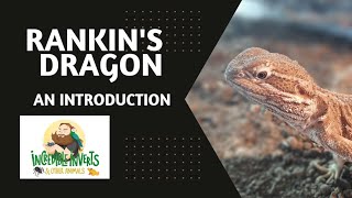 Rankins dragon  An Introduction  reptiles dragon lizard [upl. by Cullin975]