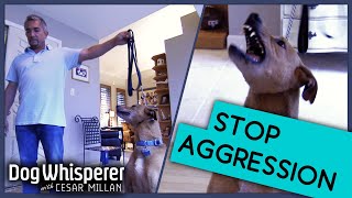 How To Deal With An Aggressive Dog  Dog Whisperer With Cesar Millan [upl. by Hiltan]