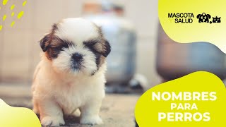 Nombres para perros  Pequeños Grandes Machos Hembras   Mascota y Salud [upl. by Worsham]