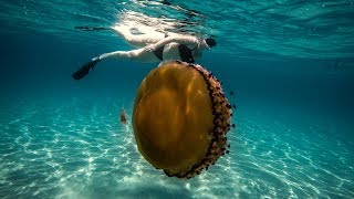 You Wont Believe These Giant Jellyies in Thassos Greece [upl. by Nore]