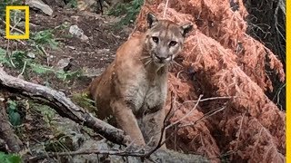 ¡Aterradora experiencia Dos senderistas se encuentran con un PUMA por sorpresa  NatGeo [upl. by Stanislaus]