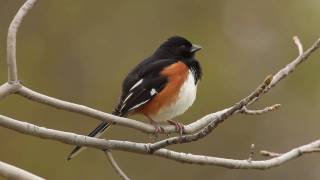 Eastern Towhee [upl. by Ahso]