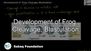 Development of Frog Cleavage Basculation Biology Lecture  Sabaqpk [upl. by Nollie49]