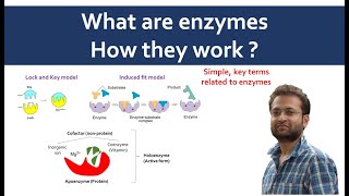 What are enzymes Cofactor coenzyme prosthetic group apoenzyme holoenzyme [upl. by Kutzenco936]