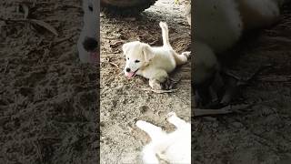 Dog sound puppies cutedogs doglove [upl. by Haberman]