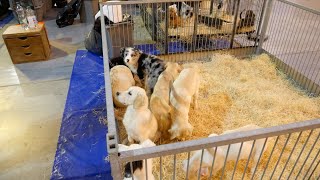 Salon du chiot [upl. by Marciano]