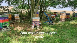 Tout savoir sur la gelée royale [upl. by Anoyek646]