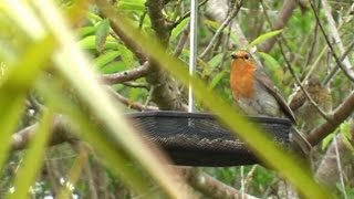 Robin Feeding Fledgling  Baby Bird [upl. by Bedwell36]