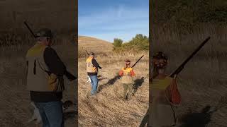 Birds moving pheasanthunting pointer pheasants hunting huntingdog birdhunt birddog gsp [upl. by Repard]