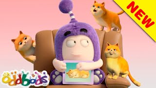 ODDBODS  Jeff amp The Cute Kittens  Cartoons For Children [upl. by Ivah682]