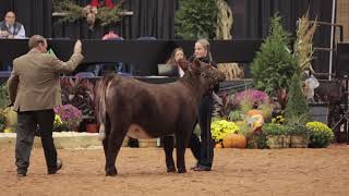 American Shorthorn Association Video News Release [upl. by Illah865]