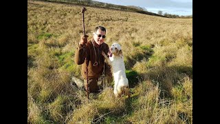 Working Clumber spaniel on Christmas morning hunt [upl. by Carmita]