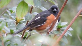 Eastern Towhee call [upl. by Magnien26]