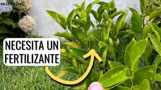 CÓMO FERTILIZAR UN CÍTRICO mejor fertilizantes caseros o comerciales  en20metros [upl. by Gnos462]