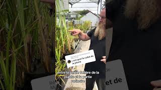 Questce que le collet de la plante Nicolas vous explique ça tout simplement en vidéo [upl. by Hafeetal]