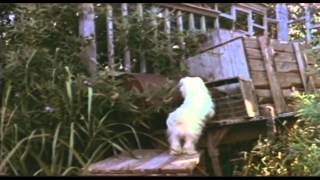 Benji Trailer 1974 [upl. by Mackenzie]