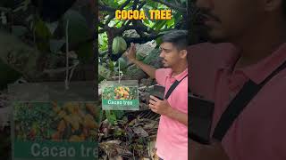 Cocoa Plant  Plantation Crop  Horticulture shorts [upl. by Adolfo]