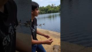 Black Park Slough England UK Small lake and ducks [upl. by Madelon880]