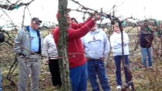 Pruning Grape Vine  High Cordon Trellis Part 3 [upl. by Areivax]