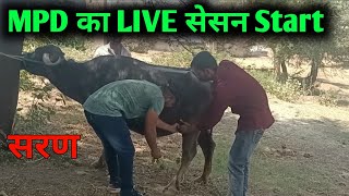 Mpd का Live सेसन Start  सरण का ऑपरेशन सीखें call करें [upl. by Eniamej]