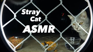 Cat ASMR  Hungry Homeless Mommy Cat Eating amp Crunching Noises [upl. by Huey]