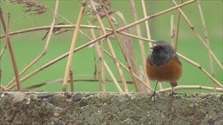 Eastern Black Redstart [upl. by Housen251]