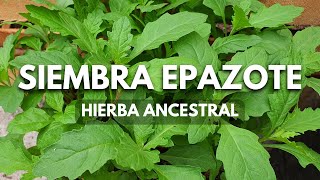 Cómo sembrar EPAZOTE en macetahierba aromática milenaria de fácil cultivo [upl. by Viking]