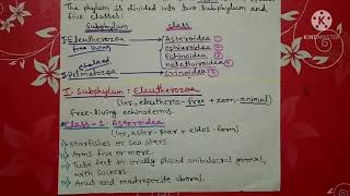 phylum Echinodermata classification  Hindi [upl. by Merrell]