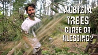 Albizia Trees  How we manage them using PERMACULTURE techniques [upl. by Nicol]