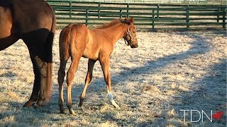 GI Winner Centre Court and Her Arrogate Filly [upl. by Yursa]