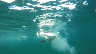 Diving Gannets 8th August 2018 off Bempton Cliffs [upl. by Reyotal]