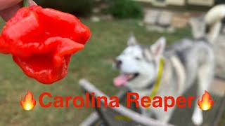 Carolina Reaper Grow n Eat carolinareaper chilipepper growingpeppers growyourownfood garden [upl. by Gayel138]