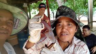 🍊🤓PIQUI MANGABA🍑FRUTAS DO CERRADO 😎viralvideo cerradobrasileiro frutas piqui mangaba roça [upl. by Iem]