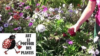 chaine de jardinage Œillet de poète Comment faire un semis Plantes vivaces méditerranéenne [upl. by Diarmid]