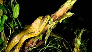 Invasive Brown Treesnakes on Guam [upl. by Elkin]