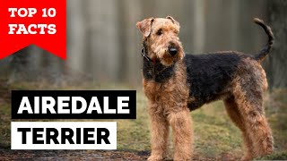 Airedale Terrier  Top 10 Facts [upl. by Swainson]